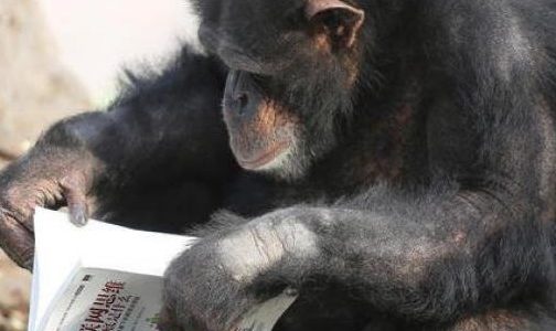 Как мозг приматов приспособился к чтению