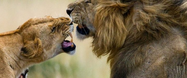 Как дружат львы