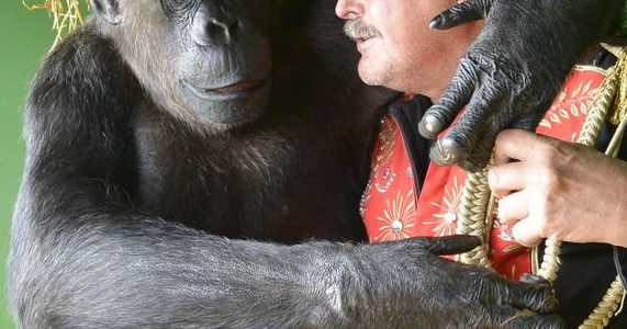 Старые шимпанзе ценят взаимную дружбу