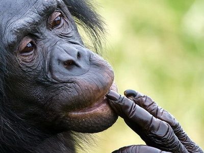 Шимпанзе возвращаются к прерванному разговору