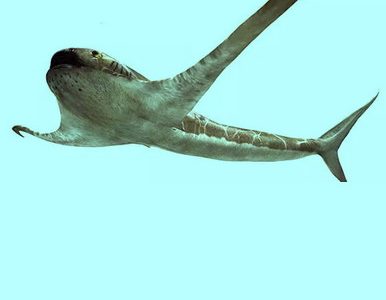 Палеонтологи нашли древнюю акулу с крыльями