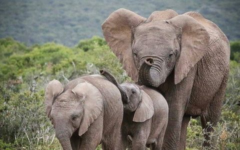 В присутствии взрослых самцов слоновьи подростки ведут себя спокойнее