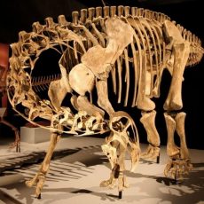 Респираторную инфекцию нашли в костях динозавра