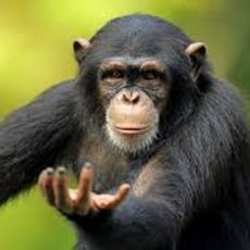 Шимпанзе видят чужие намерения
