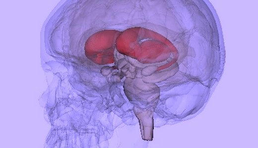 Как мозг отличает своё от общего