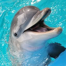 Занимаются ли дельфины самолечением
