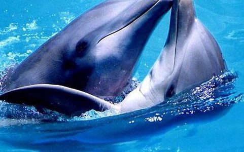 Дельфины дружелюбны к чужакам