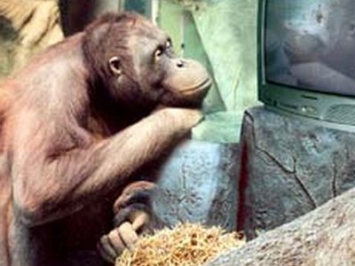 Шимпанзе запоминают фильмы