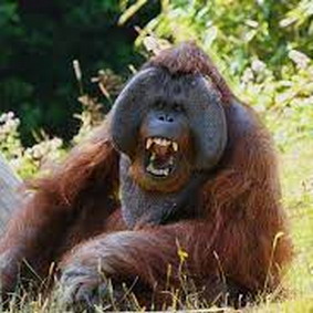 Орангутаны и гориллы рискуют по-человечески
