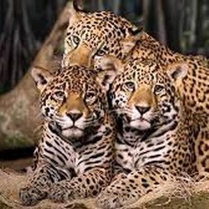 Самцы ягуаров дружат годами